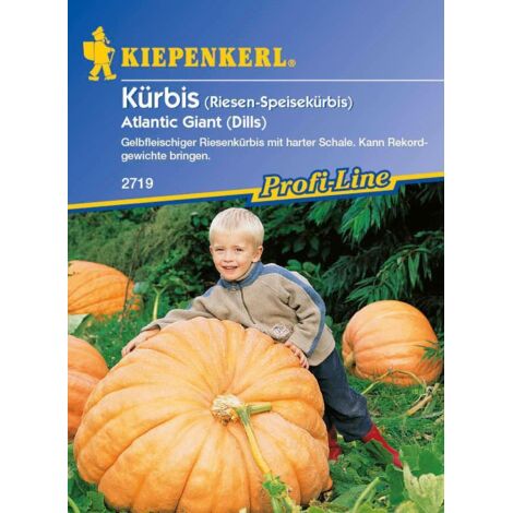 Kiepenkerl Kürbis Atlantic Giant Cucurbita maxima, Inhalt ca. 5 Pflanzen Saatgut