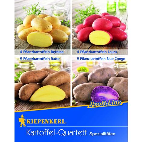 Kiepenkerl Pflanzkartoffel Kartoffel-Quartett 12 Stück Gemüsesamen