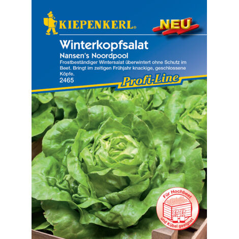 Kiepenkerl Winterkopfsalat Nansen's Noordpool ca. 90 Pflanzen Gemüsesamen