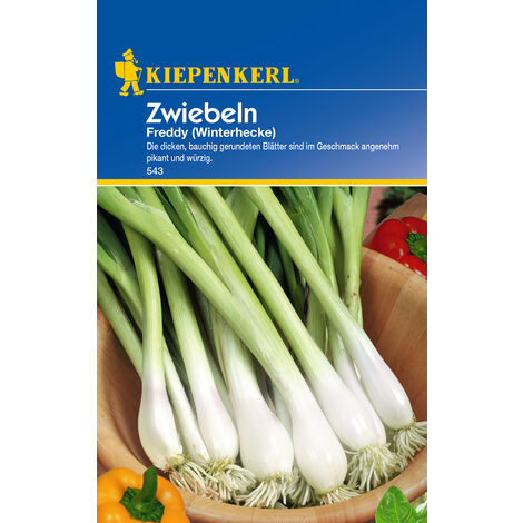 KIEPENKERL® Zwiebeln Freddy Winterhecke - Gemüsesamen