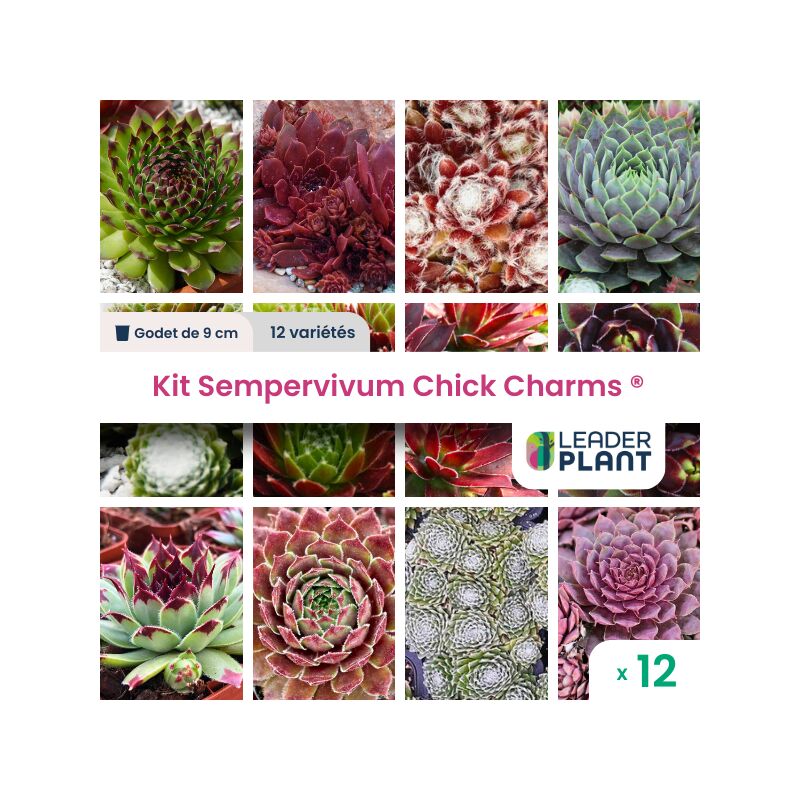 Kit 12 Sempervivums Chick Charms ® en godet