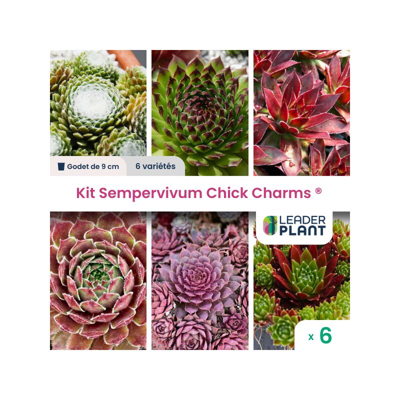 Kit Sempervivum Chick Charms ® - lot de 6 variétés en godet