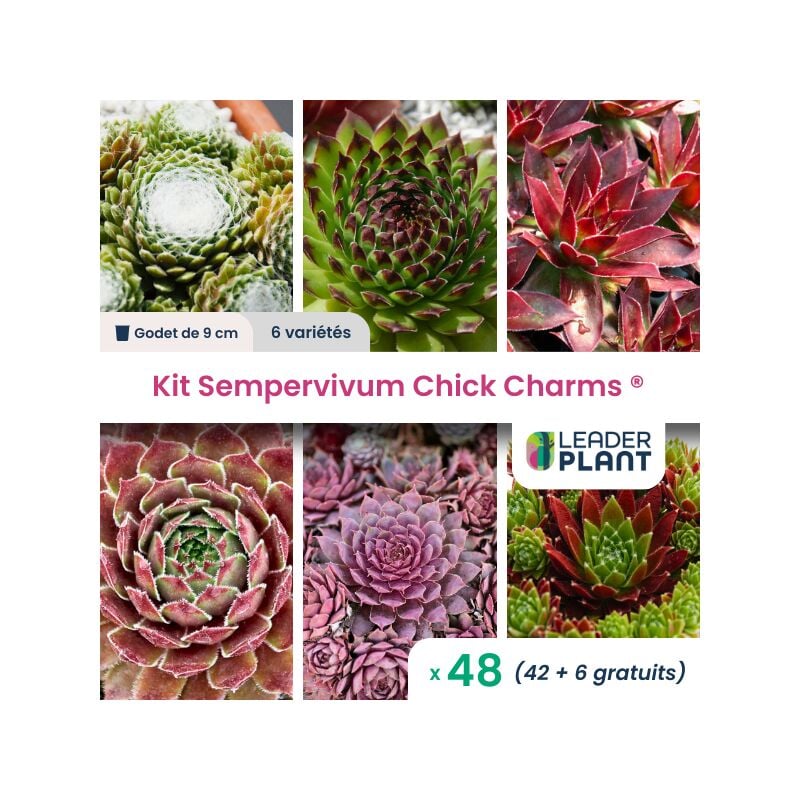 Leaderplant.com - Kit 6 Sempervivum Chick Charms ® - Lot de 48 godets