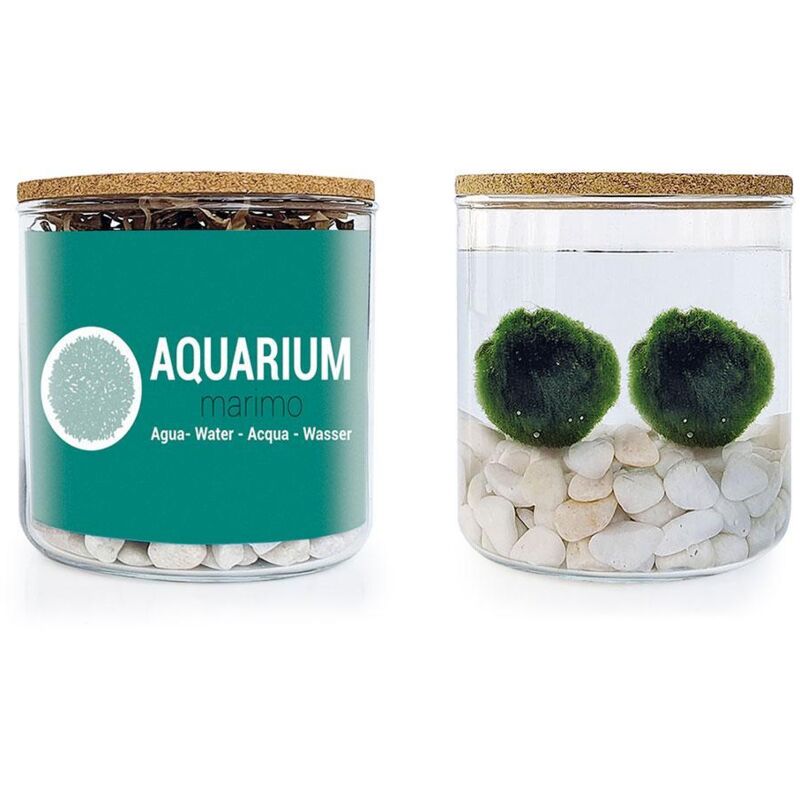 

Kit Aquarium Marimo