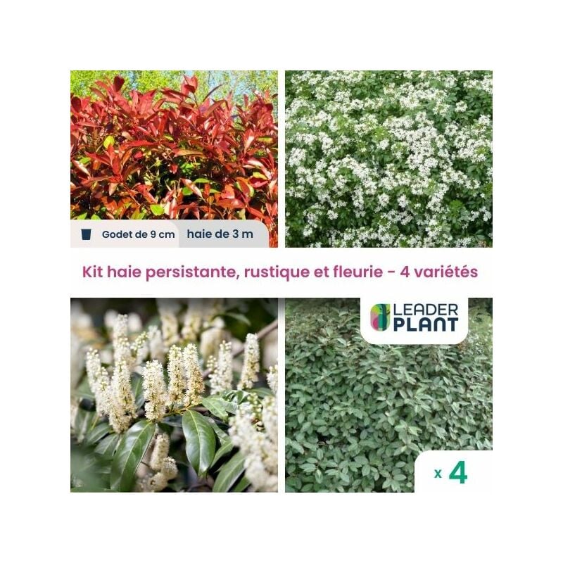 Leaderplantcom - Kit arbustes persistant, rustique et fleuri - 4 variétés -4 plantes en godet