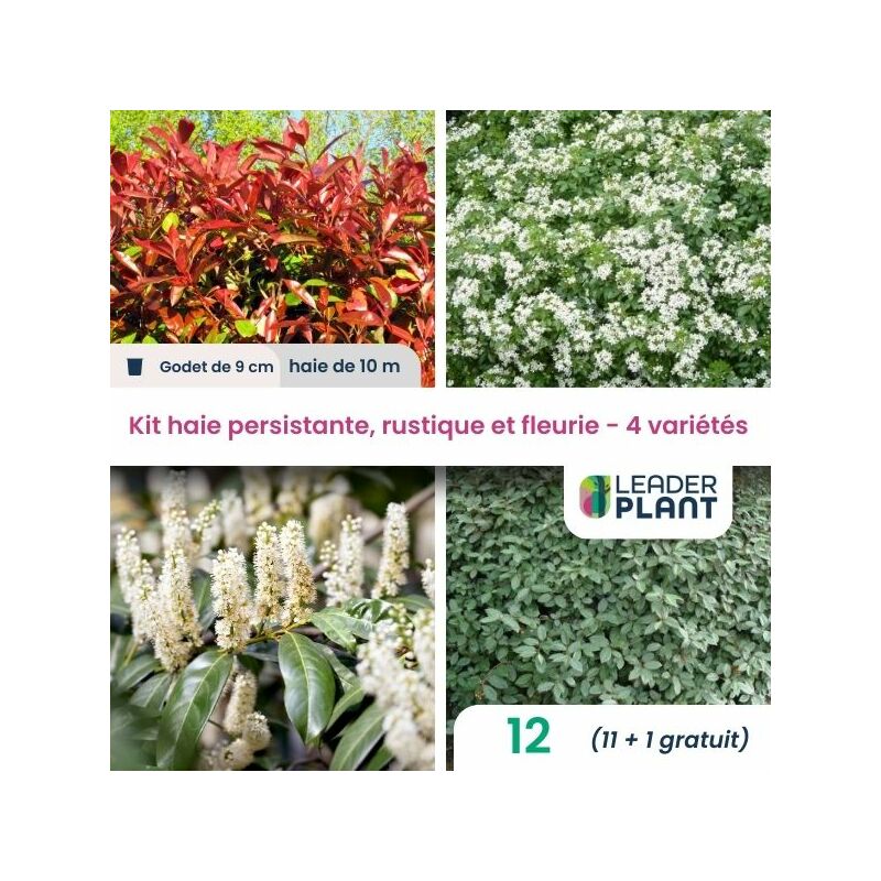 Leaderplantcom - Kit arbustes persistant, rustique et fleuri - 4 variétés -12 plantes en godet