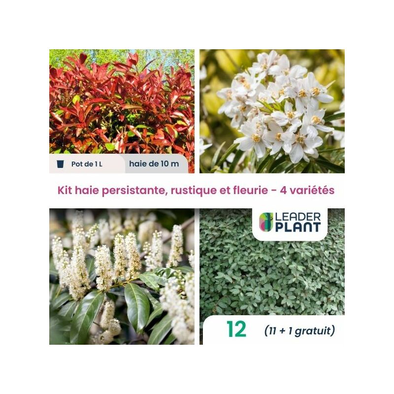 Leaderplantcom - Kit arbustes persistant, rustique et fleuri - 4 variétés -12 plantes en pot de 1L