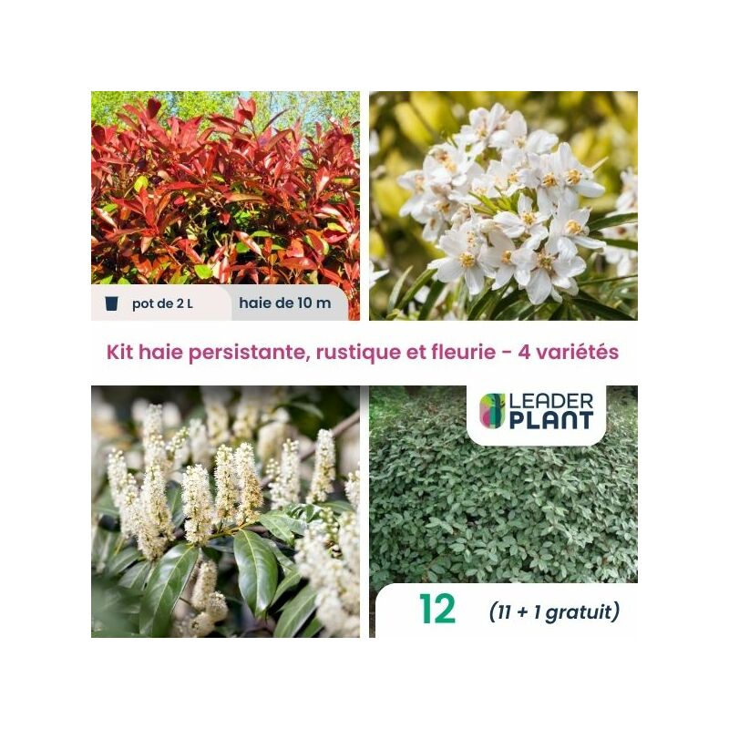 Leaderplantcom - Kit arbustes persistant, rustique et fleuri - 4 variétés -12 plantes en pot de 2L