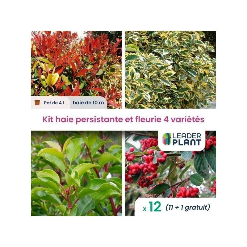 Kit Haie Persistante et Fleurie - 4 variétés - Lot de 12 pots de 4 L