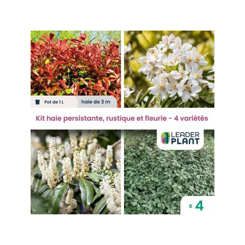 Leaderplantcom - Kit arbustes persistant, rustique et fleuri - 4 variétés -4 plantes en pot de 1L