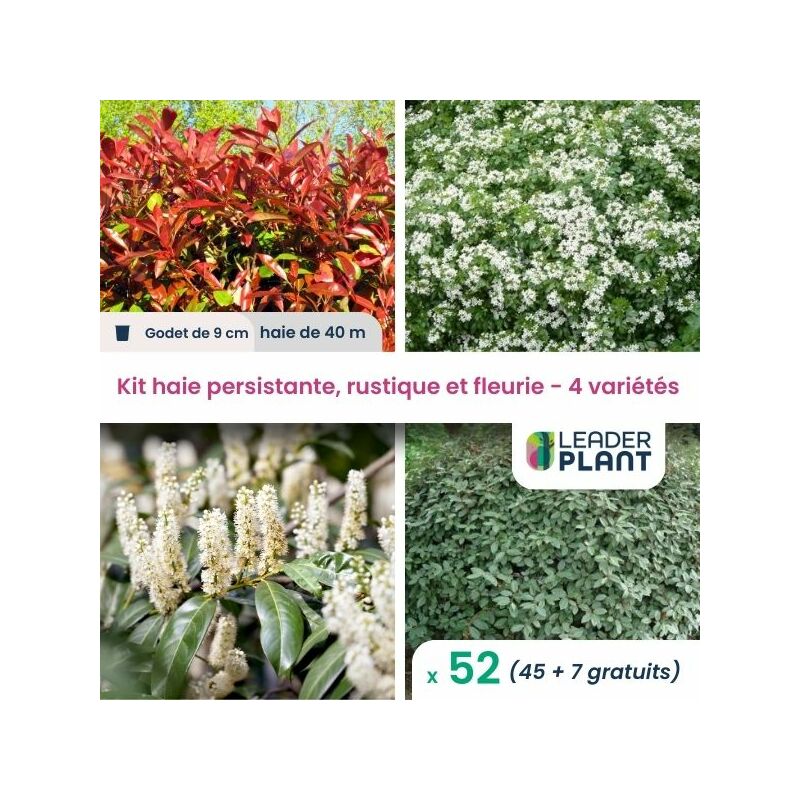 Kit arbustes persistant, rustique et fleuri - 4 variétés -52 plantes en godet
