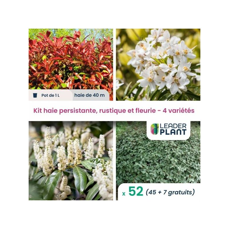 Kit arbustes persistant, rustique et fleuri - 4 variétés -52 plantes en pot de 1L