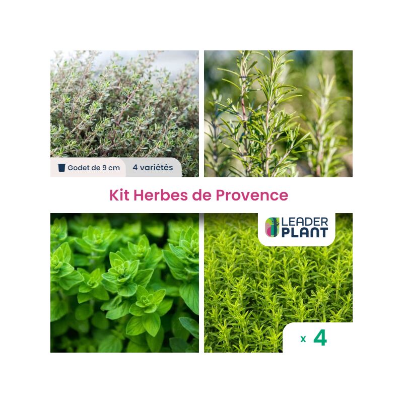 Leaderplantcom - Kit Aromatique Herbe de Provence – 4 variété- lot de 4 plant en godet