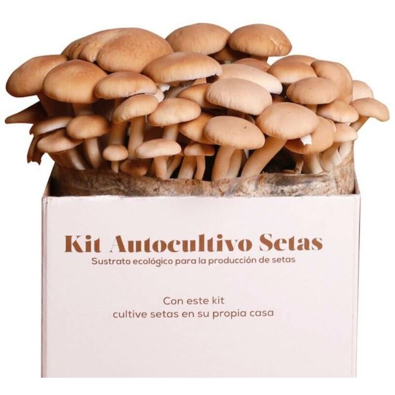 

Kit Autocultivo de Setas de Chopo -