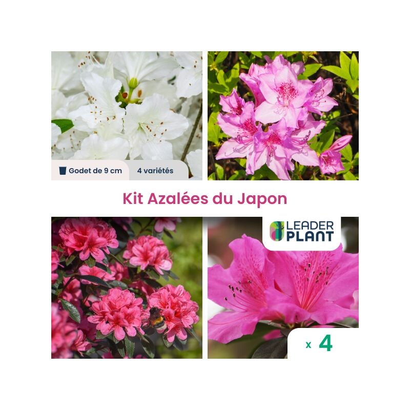 Kit Azalées du Japon - 4 variétés en godet