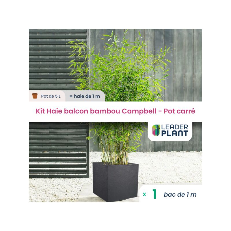 Kit Bambou Fargesia Campbell en pot de 5L avec bac carré et les accessoires de plantation