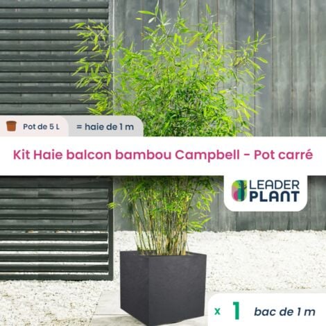 Kit Bambou Fargesia Campbell en pot de 5L avec bac carré et les accessoires de plantation