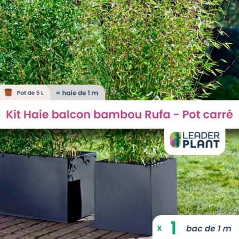 Kit Bambou Fargesia Rufa en pot de 5 Litres avec bac carré et les accessoires de plantation