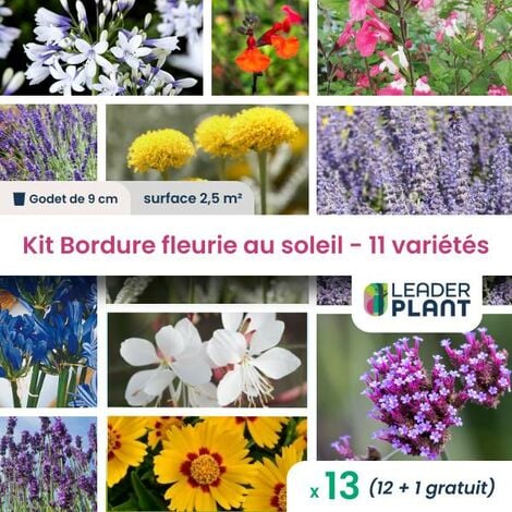 KIT Bordure Fleurie au soleil - 11 variétés