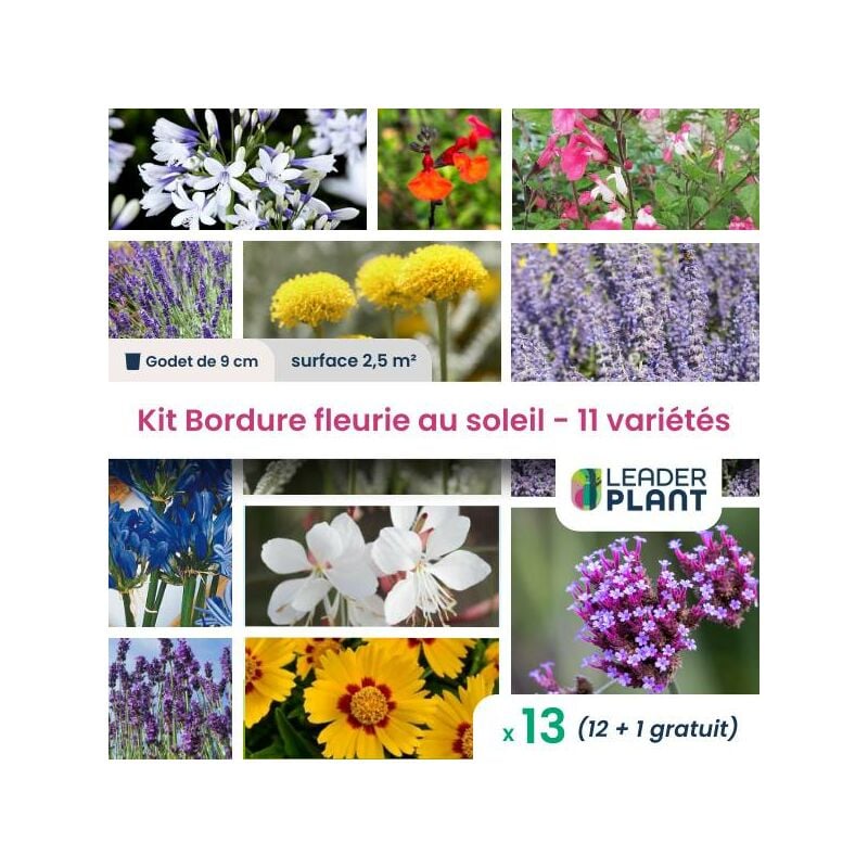 Leaderplantcom - kit Bordure Fleurie au soleil - 11 variétés