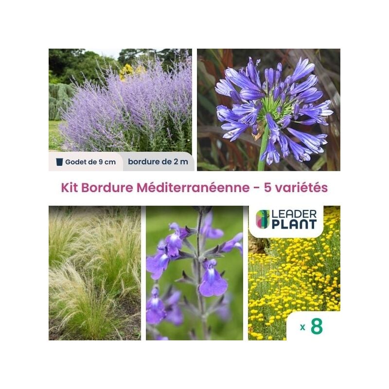 Leaderplantcom - Kit Bordure Méditerranéenne - 5 variétés