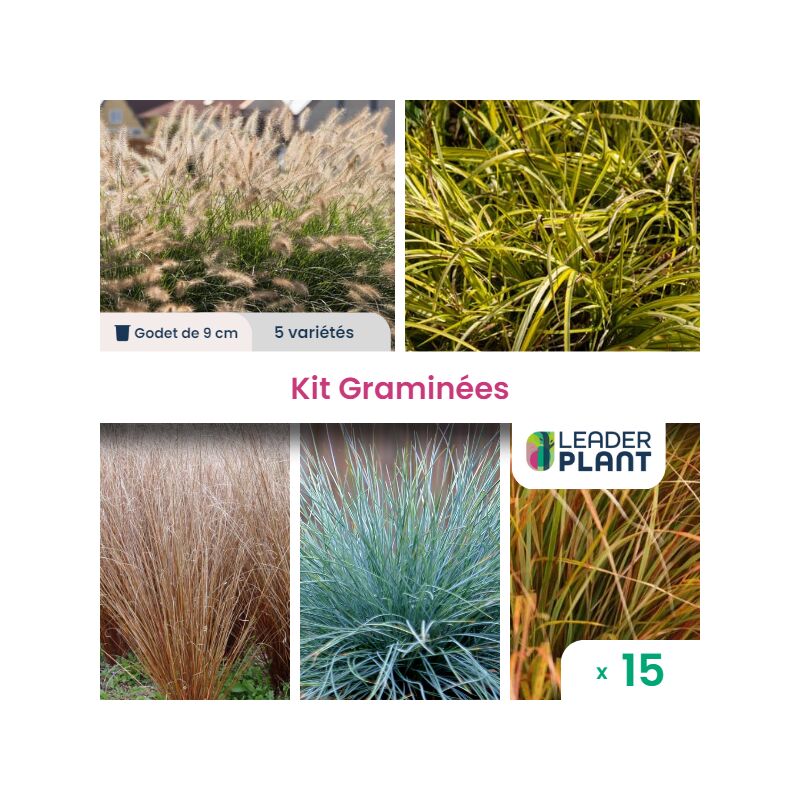 Leaderplantcom - Kit Collection Graminée - 5 variétés – Lot de 15 plants en godet