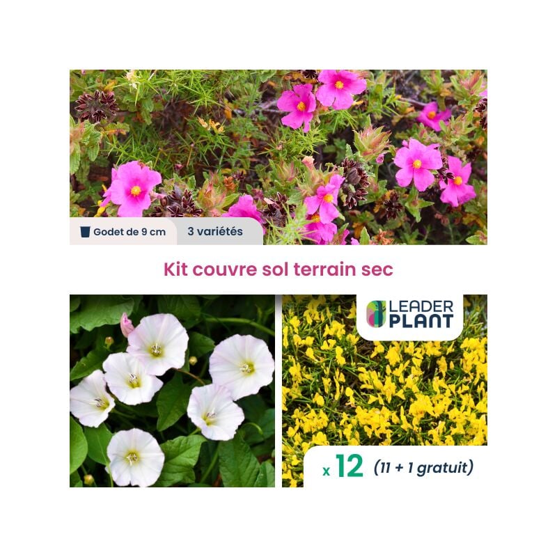 Kit couvre sol pour terrain sec - 3 variétés