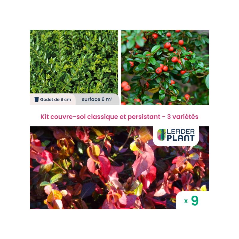 Leaderplantcom - Kit couvre sols classiques et persistants - 3 variétés
