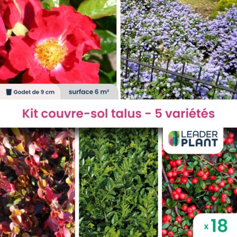 Kit couvre sols talus - 5 variétés
