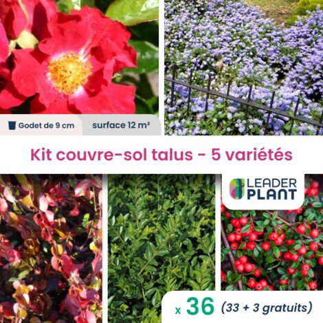 Kit couvre sols talus - 5 variétés