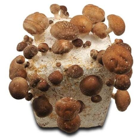 ACHAT NATURE kit culture de Shii-také BIO