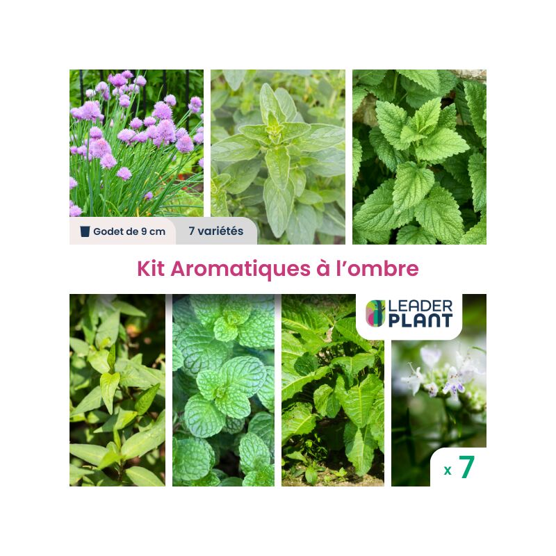 Kit d'Aromatiques à l'Ombre - 7 variétés en godet
