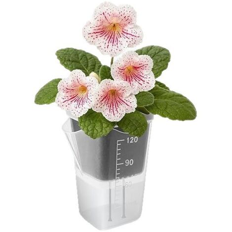 Kit de 12 pots carrés épais pour plantes grasses avec séparation eau-air et 12 étiquettes, plateau de culture pour semis et boutures