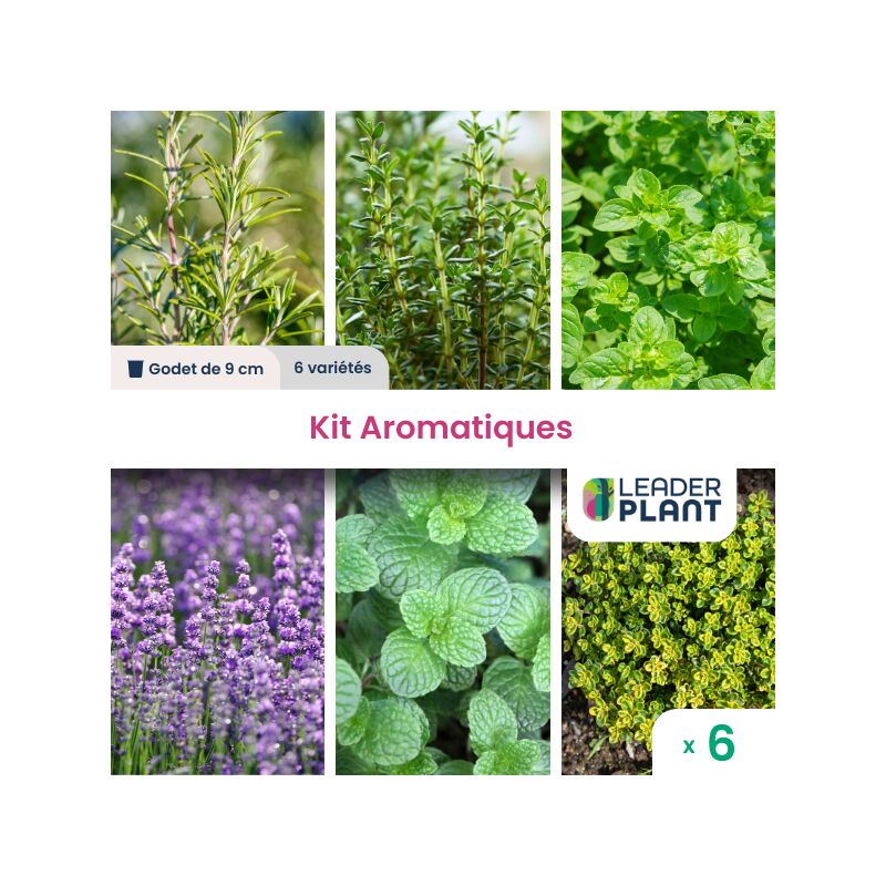 Kit de 6 Aromatiques en godet