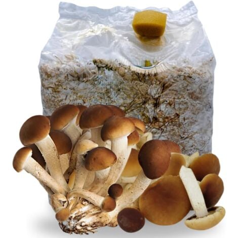 ACQUAVERDE Kit de culture de champignons Pioppini, Agrocybe aegerita, mycélium sélectionné de premier choix, culture facile, 3 kg de champignons