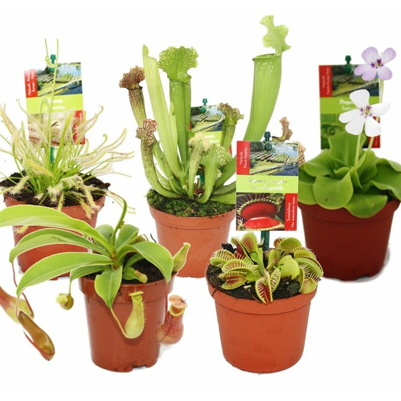 Exotenherz - Kit de démarrage Plantes carnivores - 5 plantes