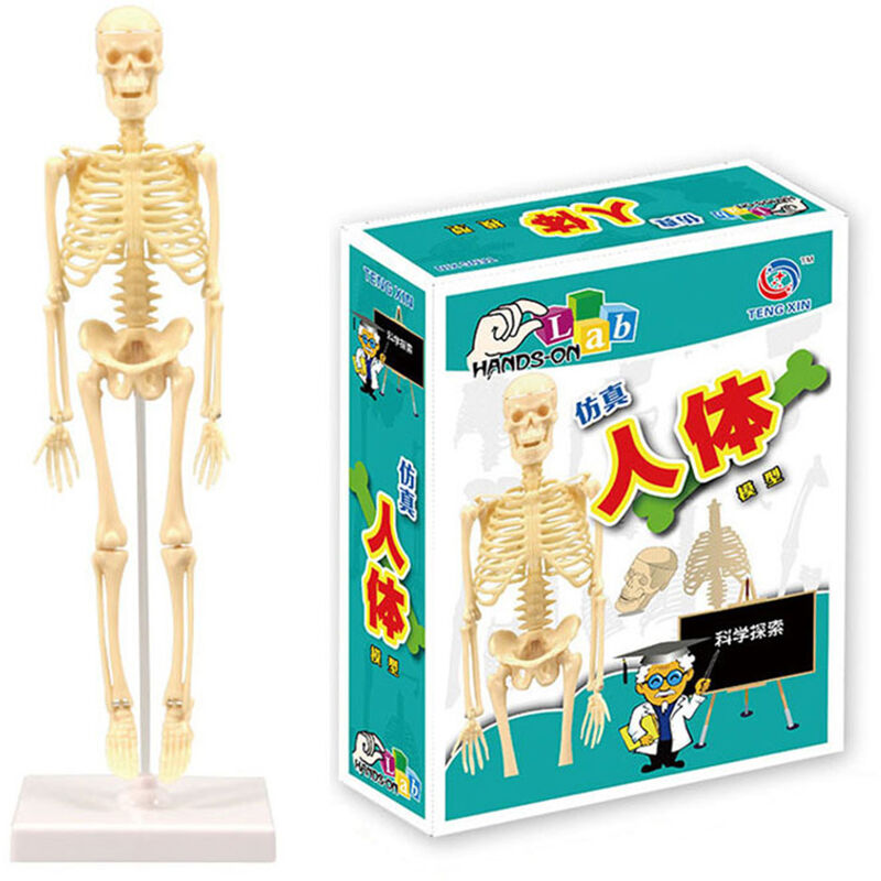 

Kit de herramientas de aprendizaje de ensamblaje simple esqueleto modelo de cuerpo humano modelo de anatomia pantalla STEM regalo educativo