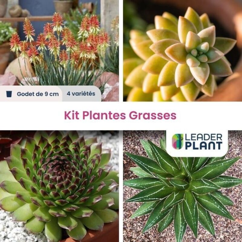 Kit de Plantes grasses - 4 variétés en godet