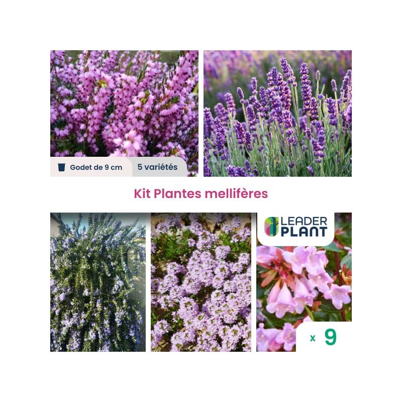 Leaderplantcom - Kit de Plantes mellifères - 5 variétés - lot de 9 godets