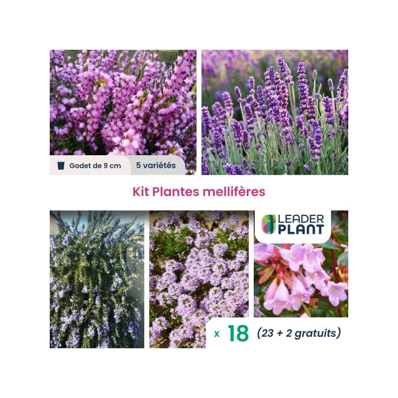 Leaderplant.com - Kit de Plantes mellifères - 5 variétés - Lot de 18 godets
