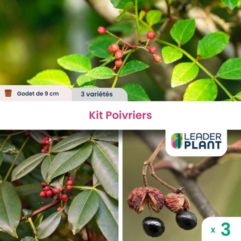 Kit de Poivriers - 3 variétés