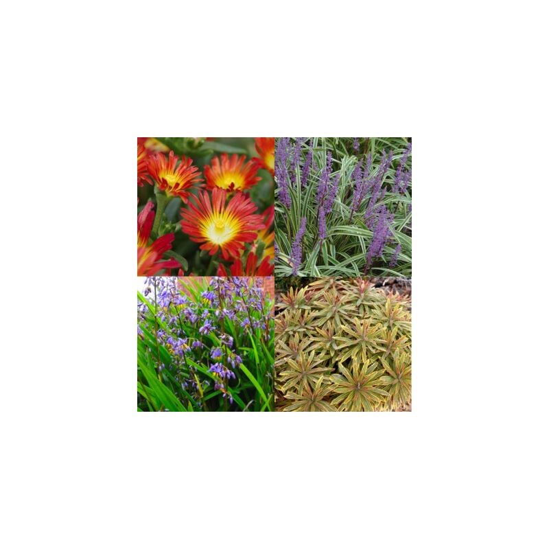 Leaderplant.com - Kit Fleuri Dry & Design Garden - 4 variétés - Lot de 8 godets