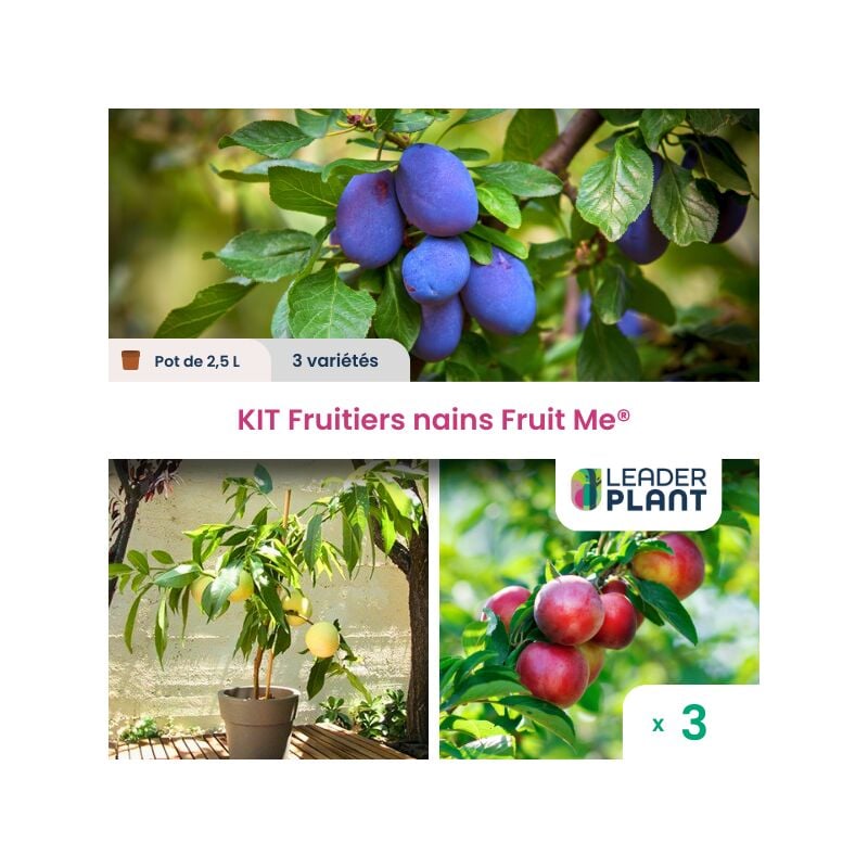Leaderplantcom - Kit Fruitiers nains Fruit Me ® - lot de 3 variétés en pot de 2,5 l