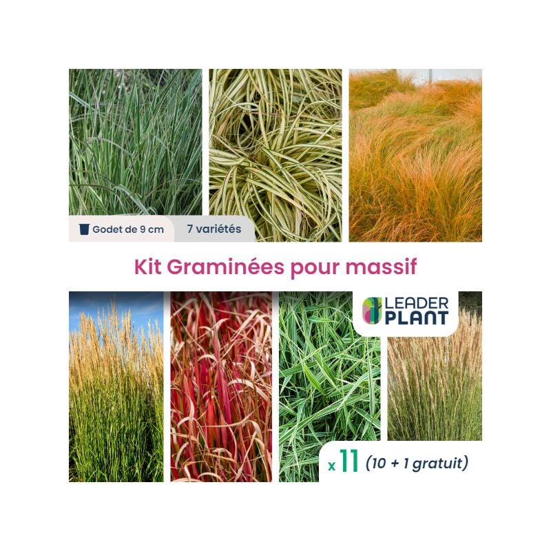 Leaderplant.com - Kit de Graminées pour massif - 7 variétés - Lot de 11 plants en godet