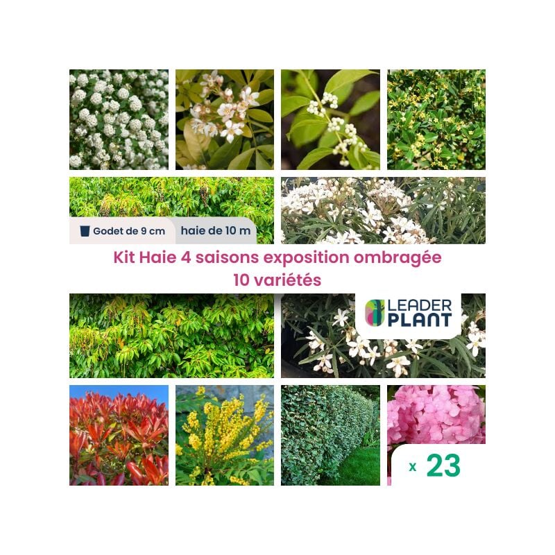 Leaderplantcom - Kit Haie 4 saison exposition ombragée - 10 variété – lot de 23 plant en godet pour une haie de 10m en quinconce