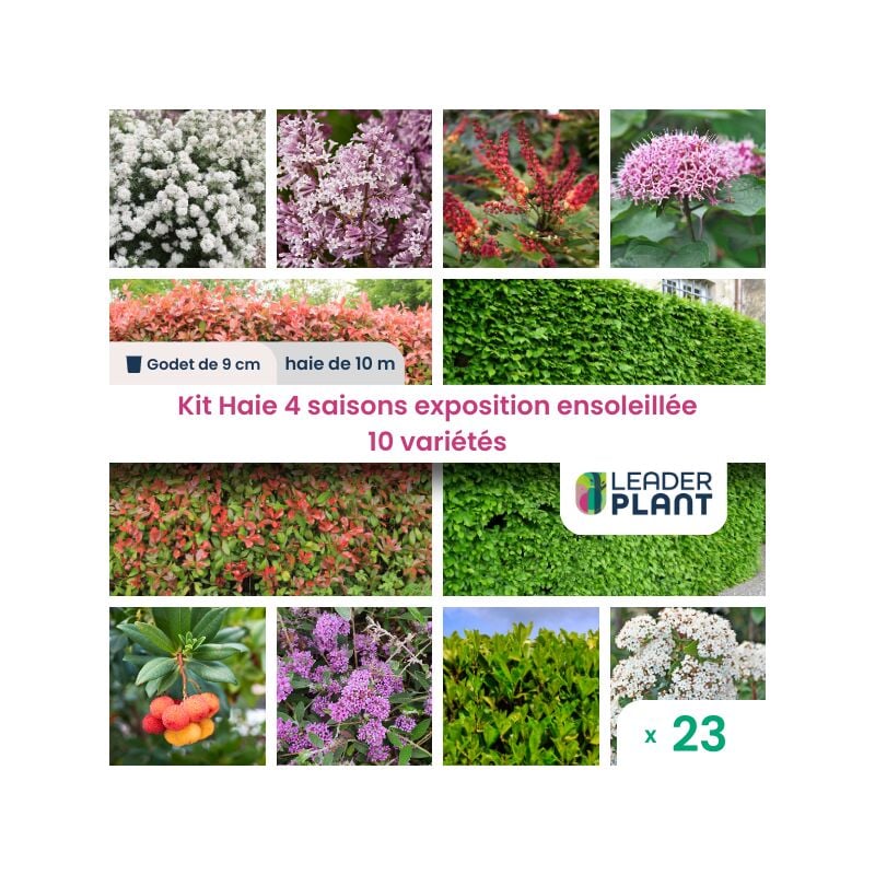 Leaderplantcom - Kit Haie 4 saisons exposition ensoleillée - 10 variété – lot de 23 plant en godet pour une haie de 10m en quinconce