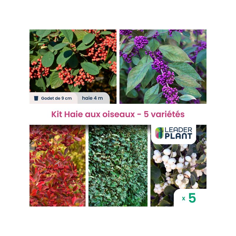 Leaderplantcom - kit Haie aux oiseaux - 5 variétés - Lot de 5 plants en godet