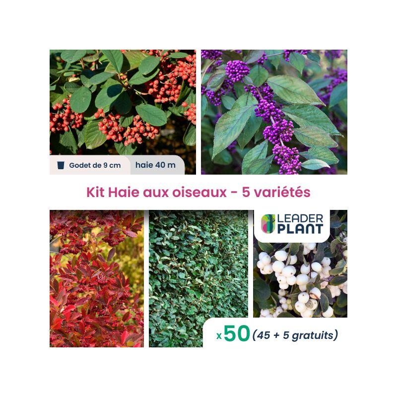 Kit Haie aux oiseaux - 5 variétés - Lot de 50 plants en godet