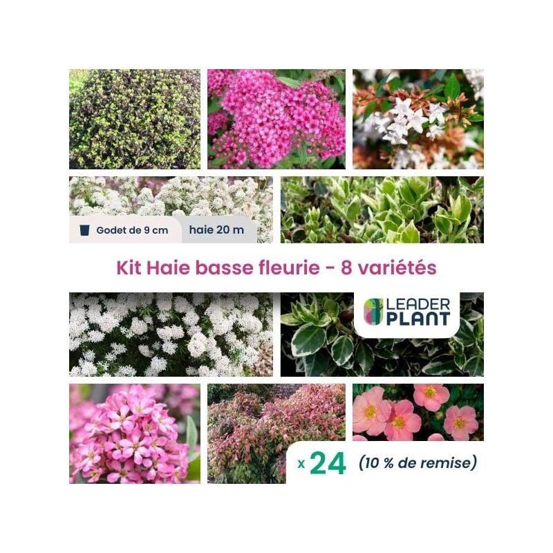 Kit Haie basse fleurie - hauteur 1m - 8 variétés - Lot de 24 godets