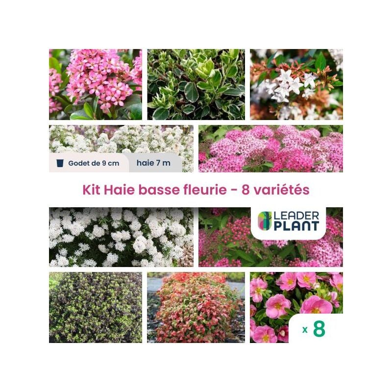 Leaderplantcom - Kit Haie Basse Fleurie - 8 variété – lot de 8 plant en godet pour une haie de 7m